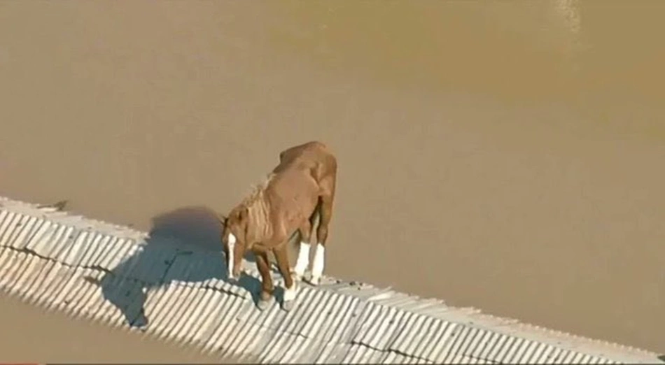 Cavalo está ilhado em telhado de casa em Canos, no Rio Grande do Sul