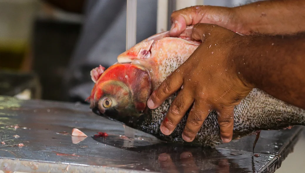 Peixe sendo tratado no Mercado do Peixe de Teresina
