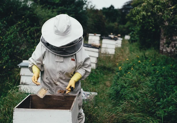 Apicultura para colher mel produzido por abelhas