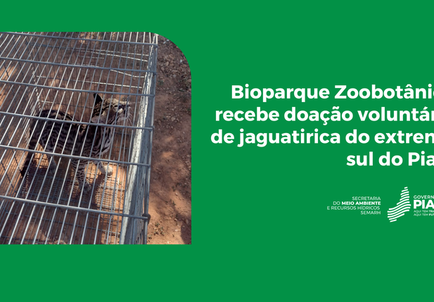 Bioparque Zoobotânico recebe doação de jaguatirica