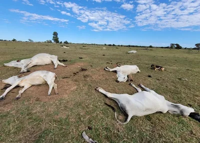 Gado morto em fazenda no Mato Grosso do Sul