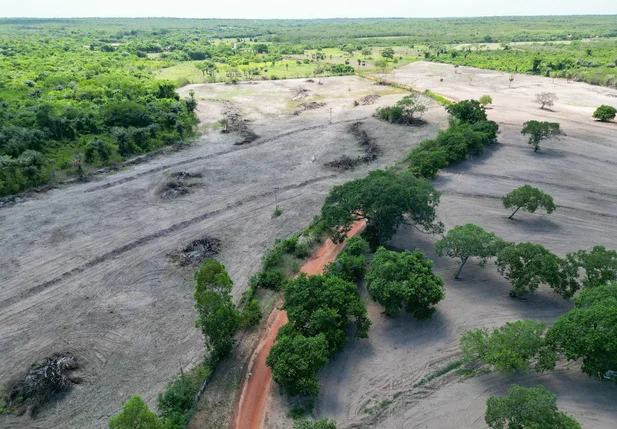 Área de desmatamento ilegal no Norte do Piauí