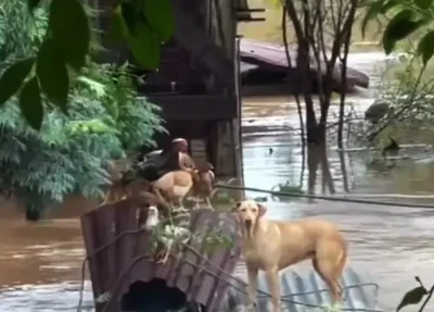 Animais em meio a enchente no Rio Grande do Sul