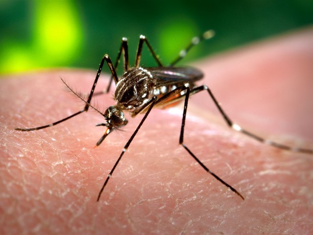 Ceará registra mais de 14 mil casos de febre chikungunya