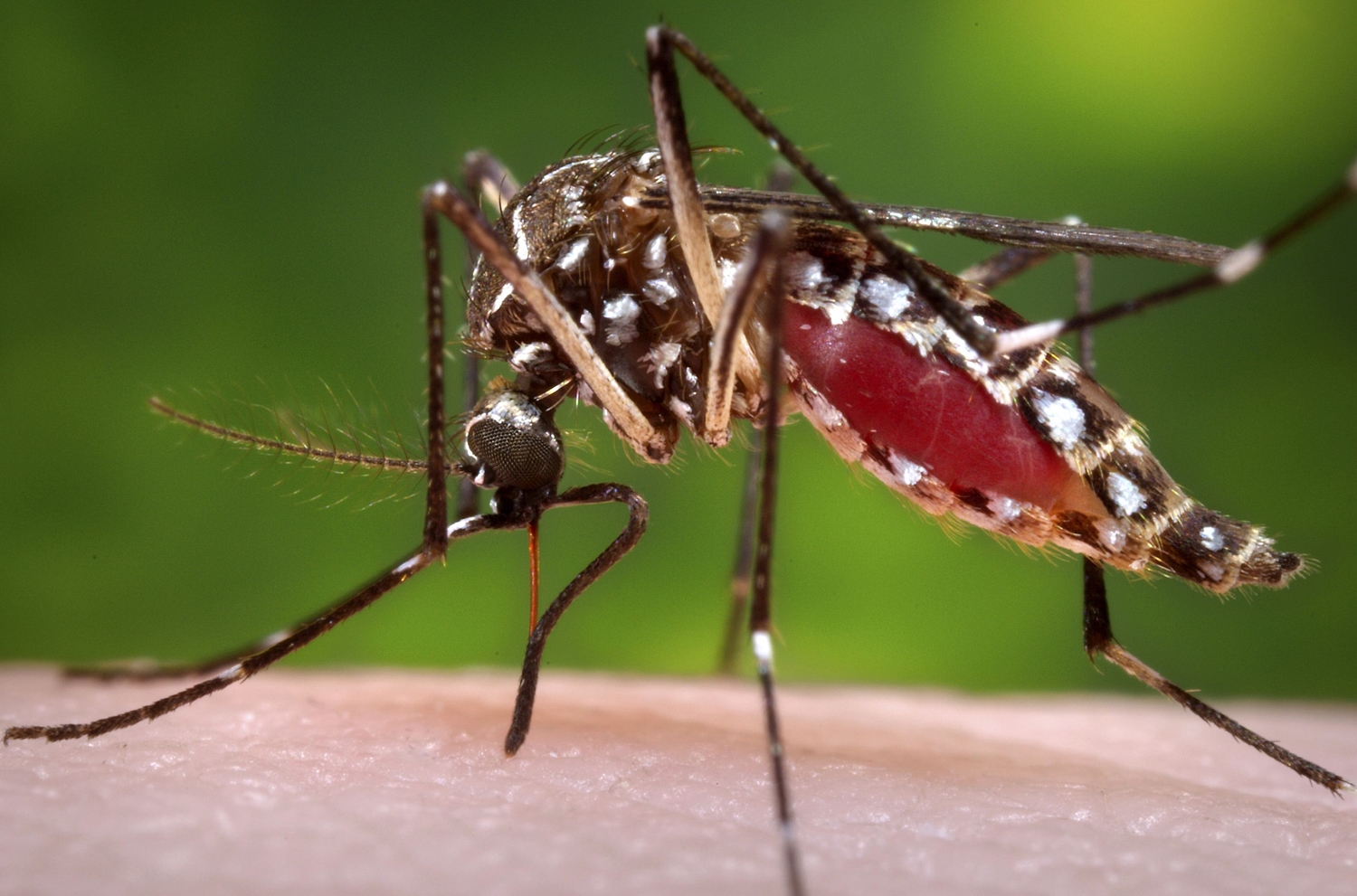 Anvisa alerta clientes sobre preço de vacina da dengue 