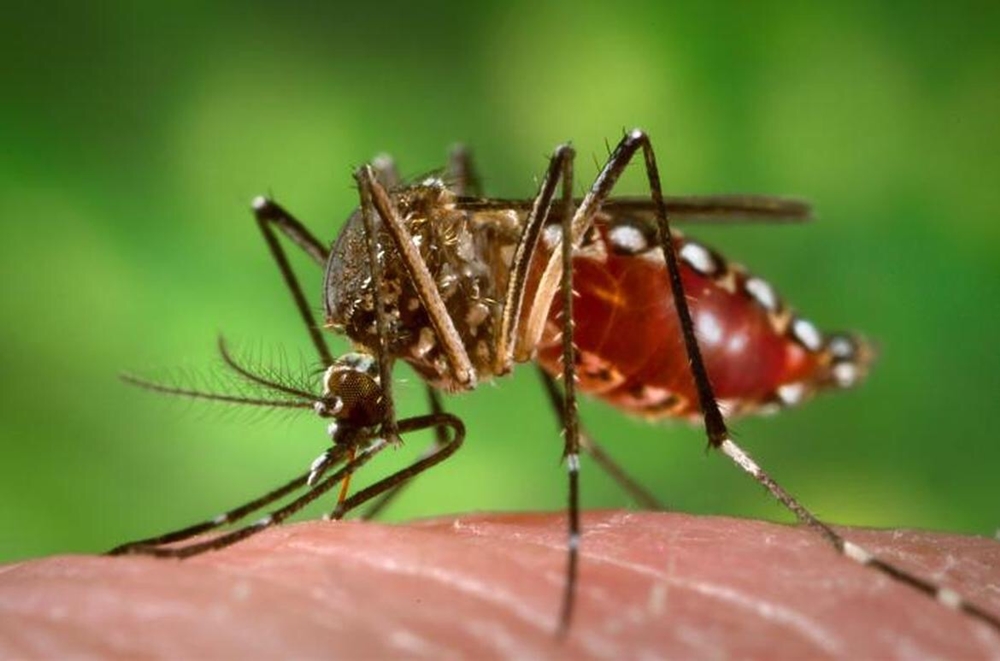 Zika causa surdez em bebês de mães infectadas, diz estudo