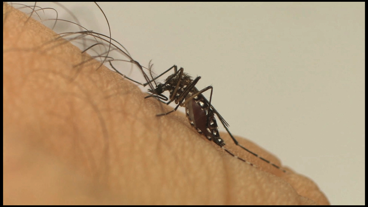 Mosquito transmissor da zika, dengue e chikungunya 