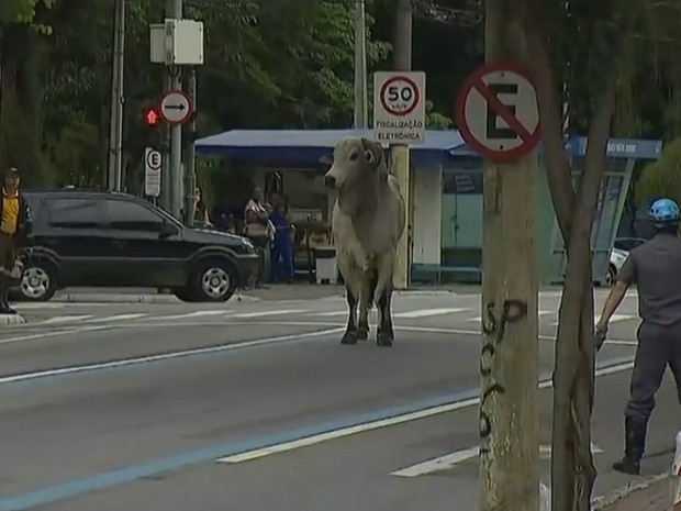 Touro assusta pedestres em São Paulo
