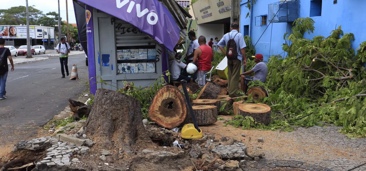 Árvore cai e atinge banca de revistas O Juba após temporal em Teresina