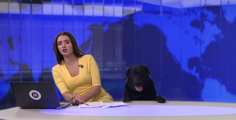 Cão interrompe telejornal ao vivo na Rússia