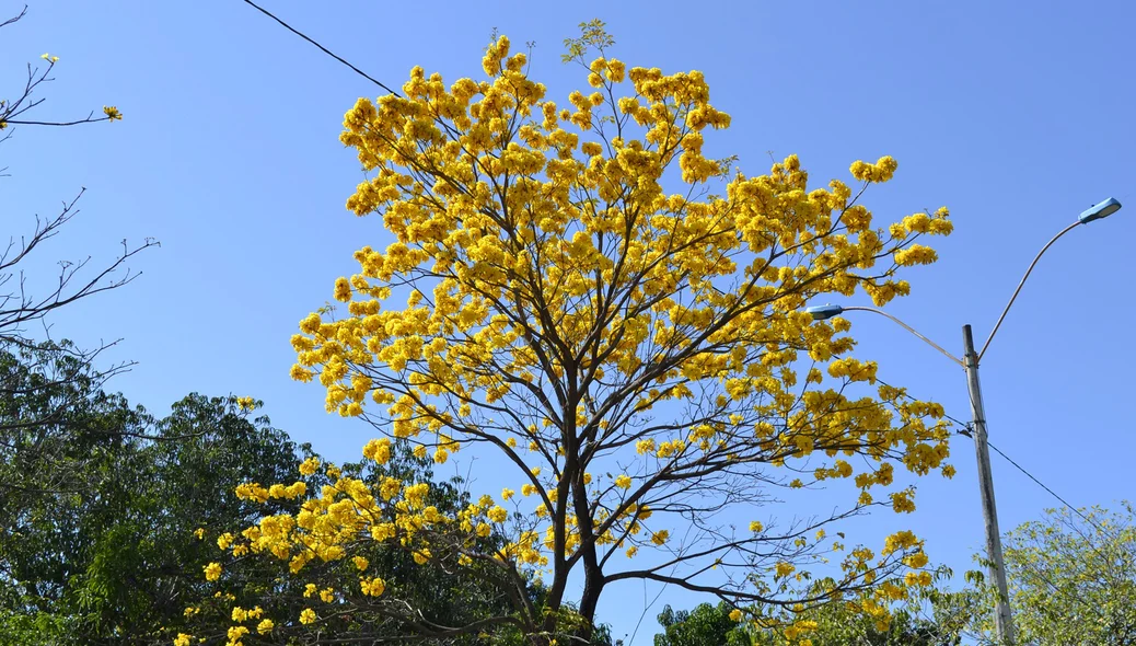 Ipês amarelos são mais comuns em Teresina