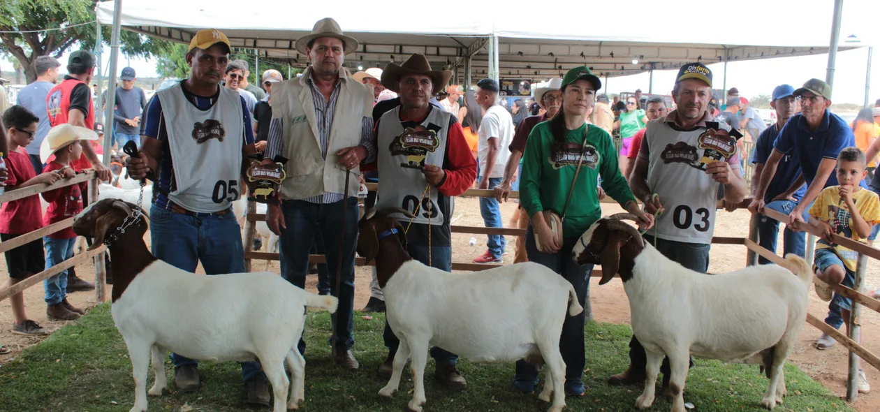 Foi realizada a exposição de caprinos, ovinos e bovinos durante o festival