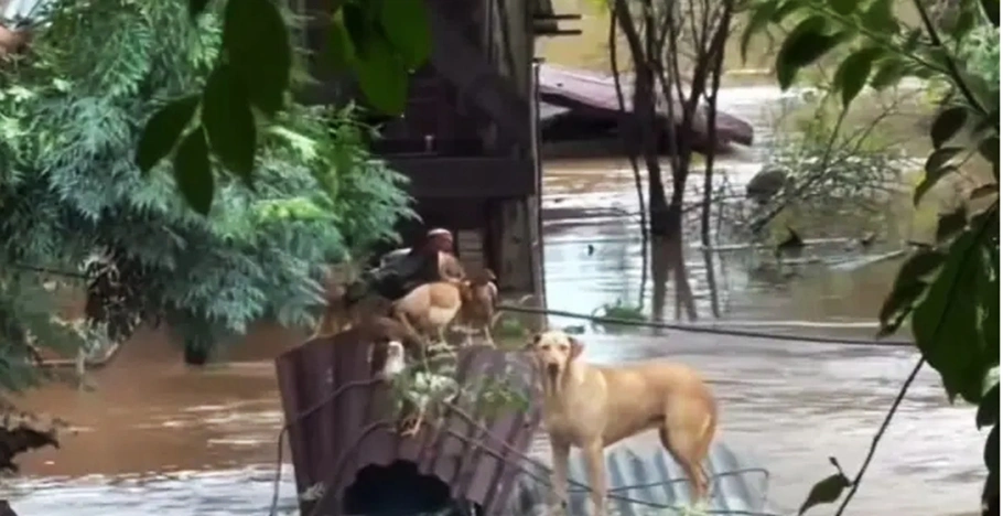 Animais em meio a enchente no Rio Grande do Sul