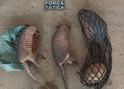 Animais resgatados