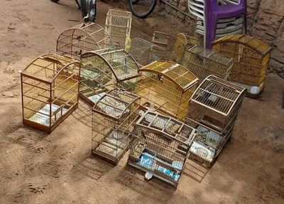 Aves estavam em gaiolas pequenas