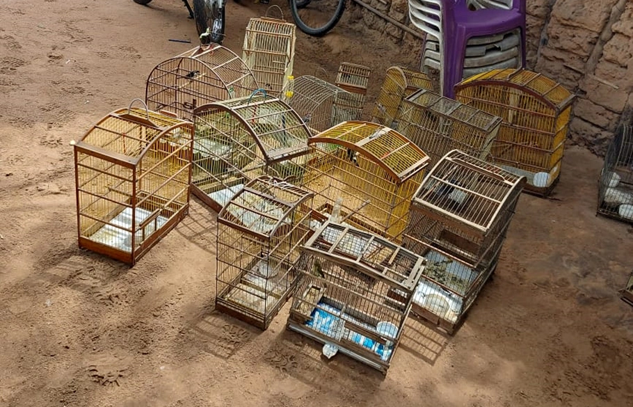 Aves estavam em gaiolas pequenas