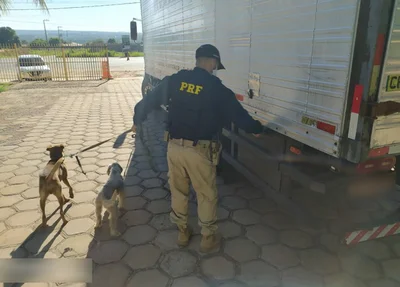 Cães resgatados pela Polícia Rodoviária Federal