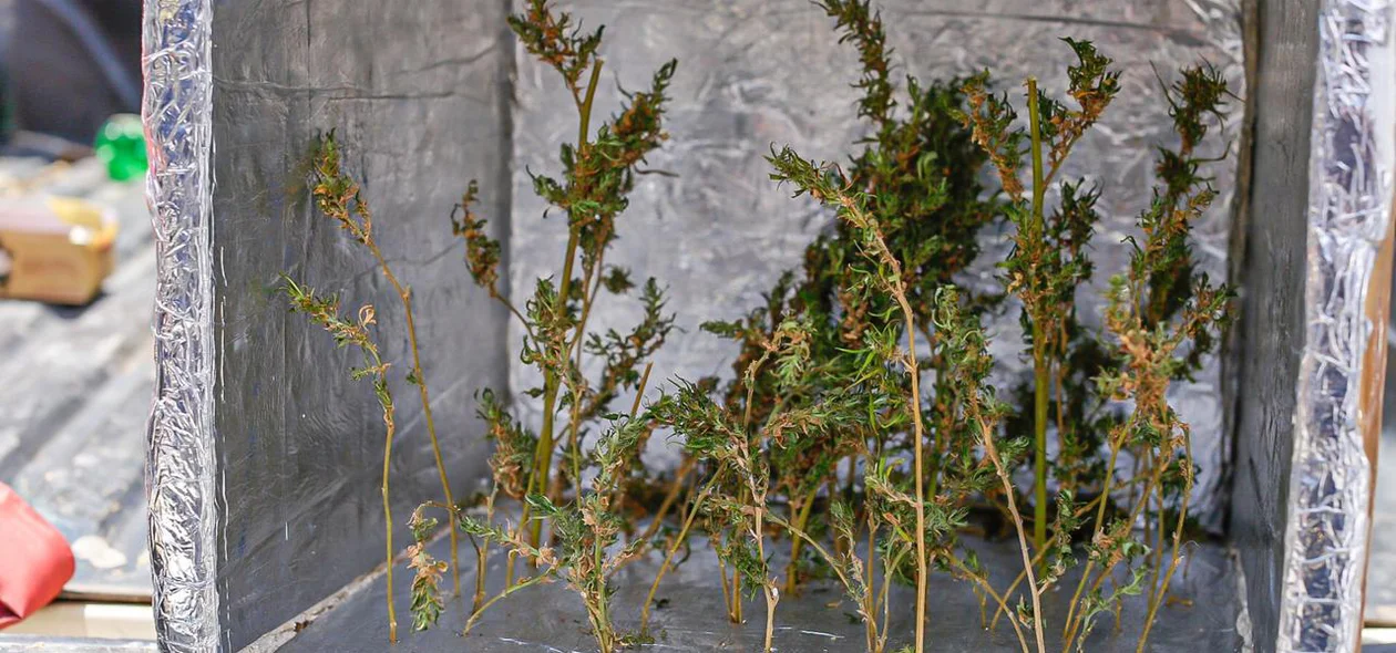 Droga era cultivada em estufa improvisada