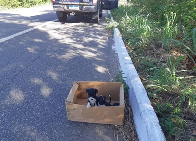 Filhotes abandonados em Piripiri