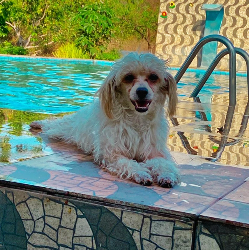 Cachorra desaparece no bairro Parque Alvorada e família oferece recompensa.