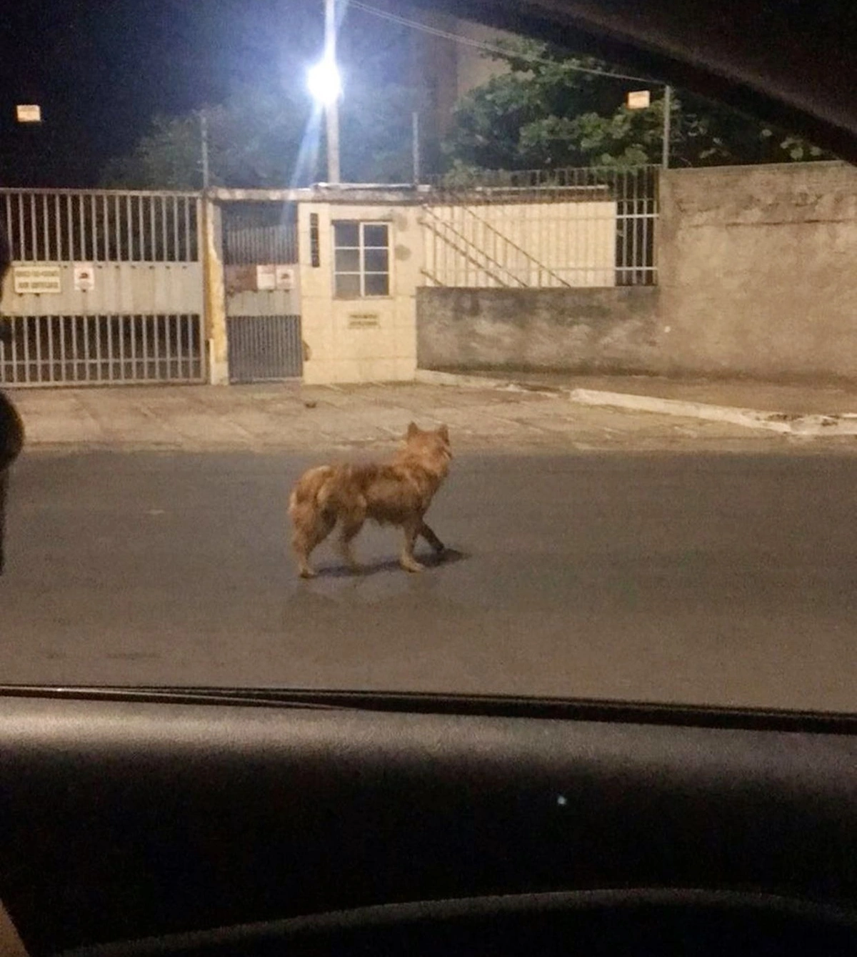 Cachorro desaparecido no bairro Dirceu I chow chow