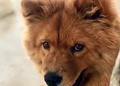 Cachorro desaparecido no bairro Dirceu I