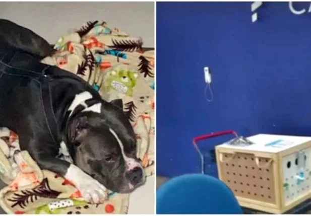 Cão que morreu no voo da Latam