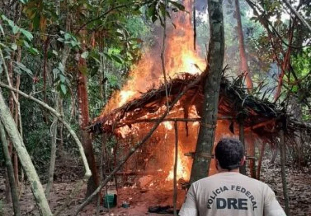 PF queima 85 mil pés de maconha confiscada em terras indígenas no Maranhão