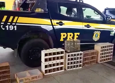 PRF-PI prende 156 pássaros silvestres na BR 343
