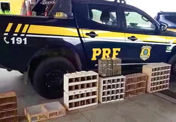 PRF-PI prende 156 pássaros silvestres na BR 343