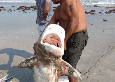 Tubarão-tigre encontrado na Praia do Coqueiro