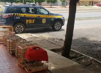 Animais silvestres apreendidos