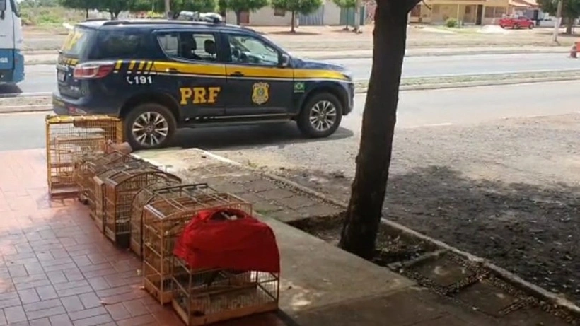 Animais silvestres apreendidos