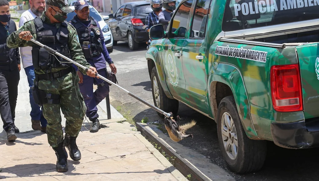 Batalhão de Polícia Ambiental foi acionado para resgatar o animal.