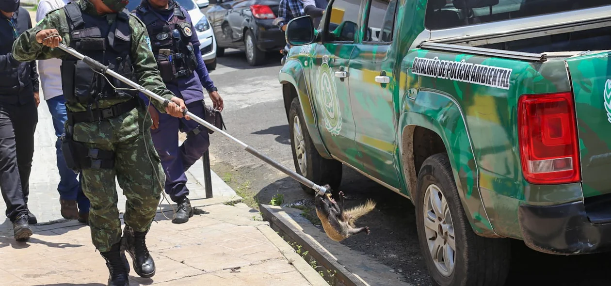Batalhão de Polícia Ambiental foi acionado para resgatar o animal.