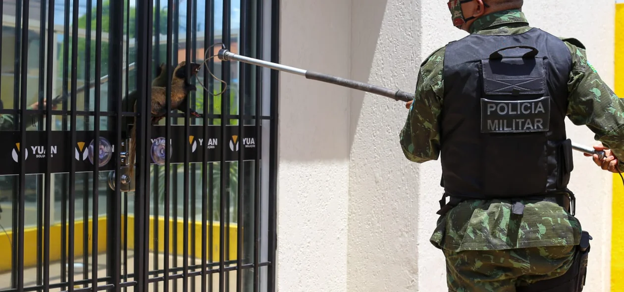Batalhão de Polícia Ambiental fez o procedimento com segurança