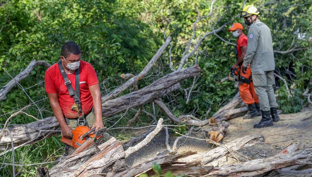Bombeiros cortando a árvore