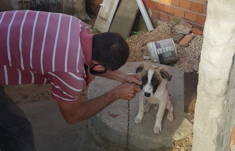 Cachorro sendo resgatado