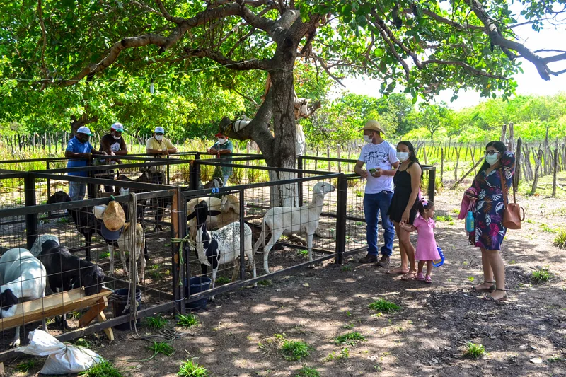 Caprinos e ovinos foram apresentados no evento