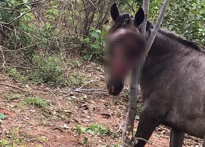 Cavalo precisa de tratamento