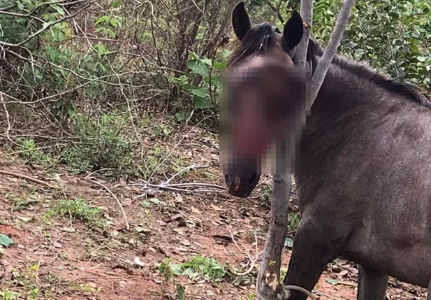 Cavalo precisa de tratamento