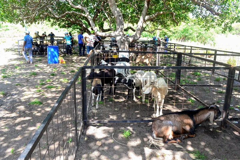 Dia Campo ,em Joaquim Pires, leva várias pessoas para conhecerem sobre evento