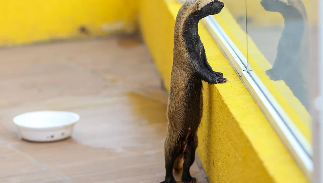 Furão é encontrado em Teresina.