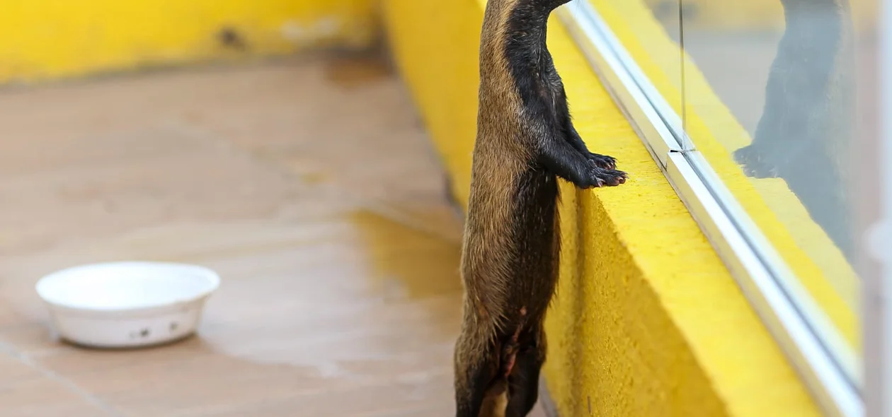 Furão é encontrado em Teresina.