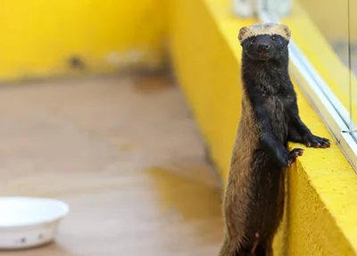 Furão foi encontrado na zona leste de Teresina