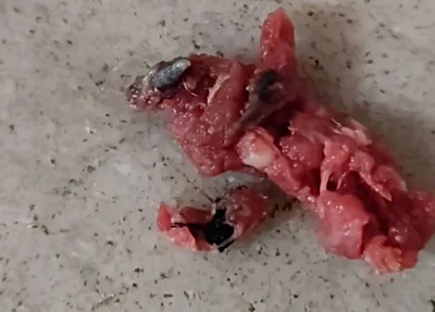 Larvas encontradas em carne