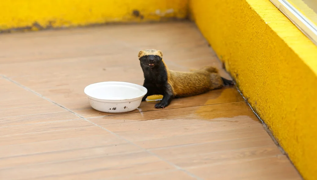 O animal foi acolhido e recebeu água.
