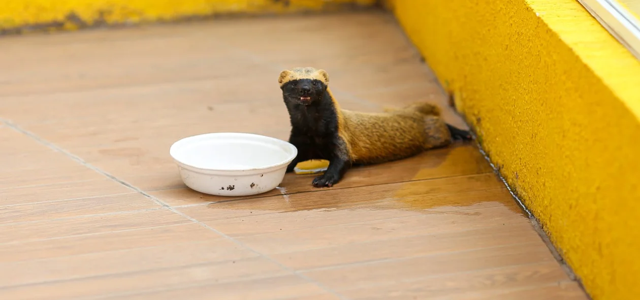 O animal foi acolhido e recebeu água.