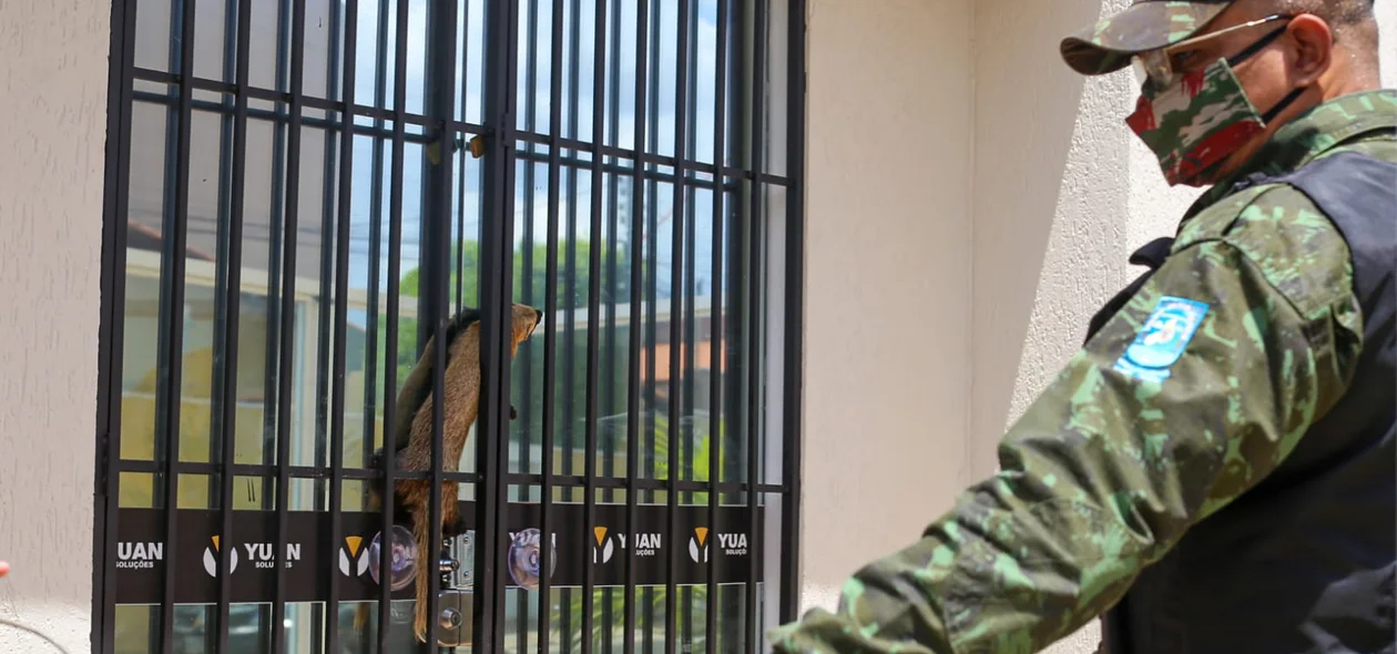 O BPA encaminhou o animal ao Zoobotânico