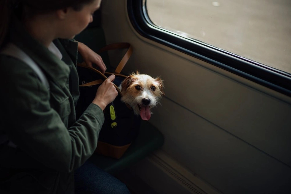 Transporte de pets